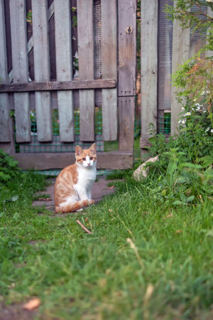 Brooding red-and-white cat sitting near the fenceの写真素材
