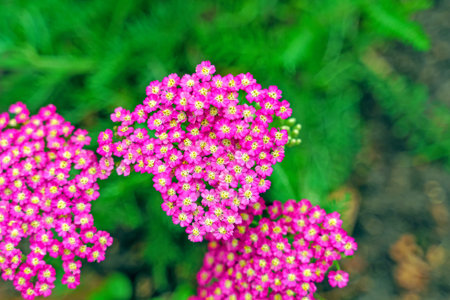 Yarrow flowers of ordinary pink color on a green backgroundの写真素材