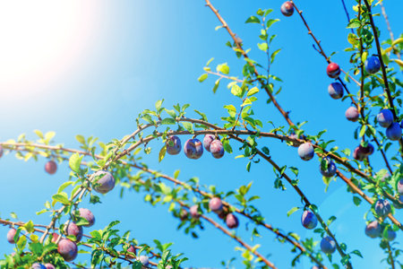 Ripe plums on a branch against a blue skyの写真素材