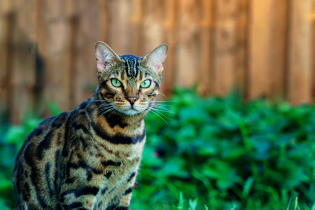 Bengal cat sitting on the grass and looking at the cameraの写真素材