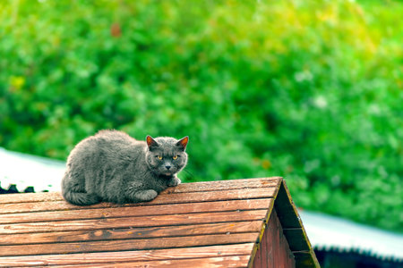 Angry gray cat lying on the fence with looking at the camera
