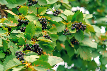 Chokeberry on a branch with diseased leaves