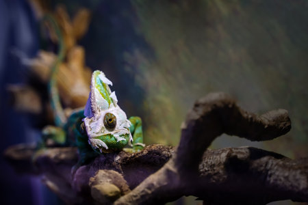 A Yemeni chameleon that sheds and sheds its old skin