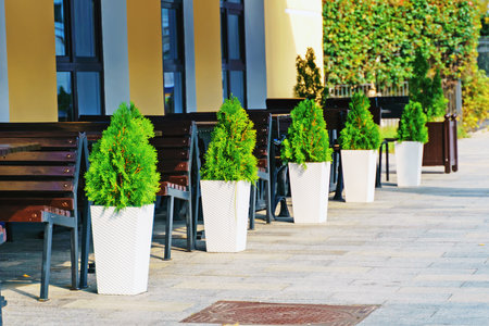 A row of ornamental thuja trees stands in pots near the sidewalkの写真素材