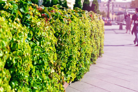 A hedge of green plants in the city center near the sidewalk to separate the street restaurantの写真素材