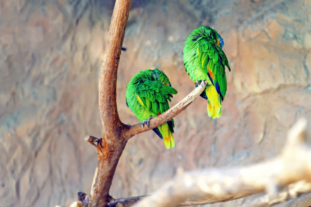 Two green parrots synchronously brush the feathers on their backsの写真素材