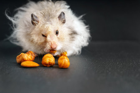 Grey fluffy Syrian hamster eating hazelnuts and winking his eyeの写真素材