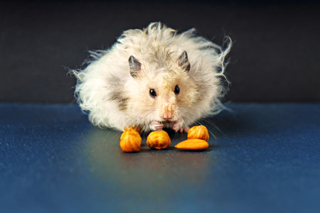 Gray fluffy Syrian hamster eating hazelnutsの写真素材