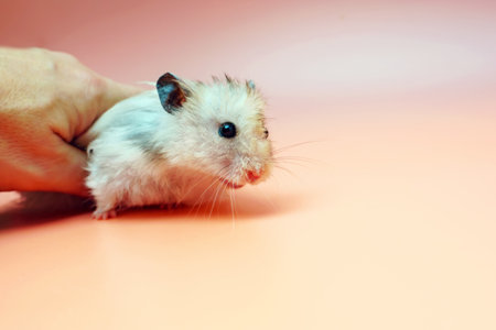 Hand caught gray Syrian hamster pink backgroundの写真素材