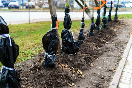 Ornamental plants are sheltered from the cold with black bags