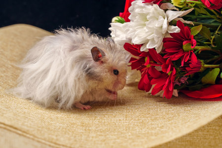 Grey Syrian hamster eating bouquet of flowersの写真素材