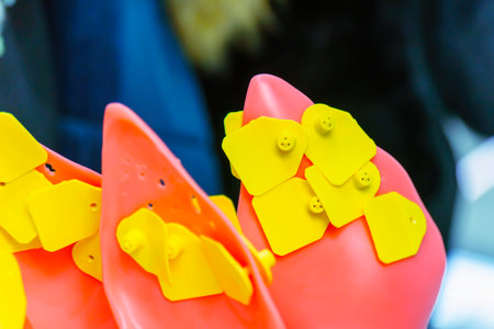 Artificial Pig Ears for Ear Tag Installation Trainingの写真素材