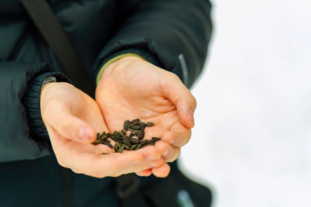 Child's hands holding sunflower seeds for feeding birds in winterの写真素材