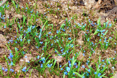 A meadow of small blue flowers, a beautiful display of herbaceous plants growing out of the ground,...
