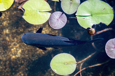 striking black carp glides gracefully at the waters surface in a serene pond, reflecting the...