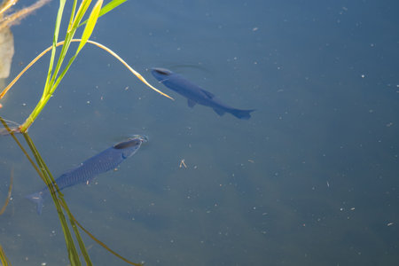 serene pond reflects tranquility as colorful koi carp glide gracefully through the clear water,...