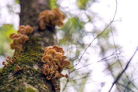 enchanting scene of nature's artistry, showcasing a cluster of mushrooms nestled on a tree trunk, symbolizing growth, decay, and the cycle of life in a serene woodlandの写真素材