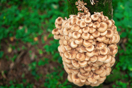 vibrant cluster of yellow mushrooms thrives on a weathered tree, showing nature's resilience and...