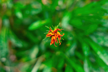 wilting orange flower against a vibrant green backdrop captures the essence of autumn's fleeting...