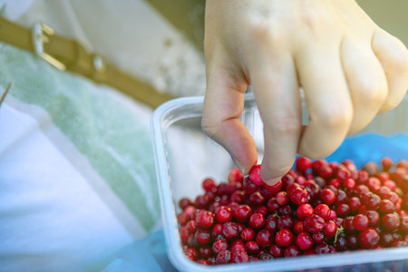 delicate female hand reaches for vibrant red lingonberries in a clear container, symbolizing the beauty of nature's harvest and the connection between humanity and the earthの写真素材