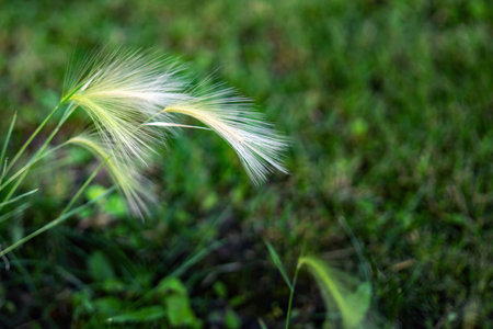 graceful tufts of feather grass against a vibrant green backdrop, embodying nature's elegance and resilience. Each delicate spike sways gently, celebrating the beauty of the wildの写真素材