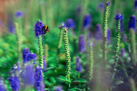 bee gracefully perched on a vibrant blue flower, diligently collecting nectar. This intimate moment...