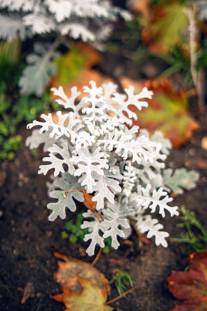 vibrant blooms amidst lush greenery, symbolizing resilience in nature. Its delicate petals contrast with the verdant backdrop, showing the beauty of biodiversityの写真素材