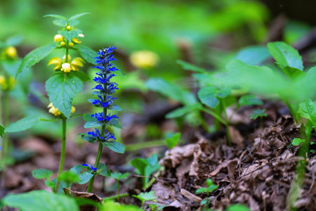 Creeping bugleweed (Ajuga reptans) thriving in a forest setting, surrounded by lush green grass