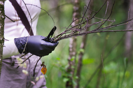 Female scientist in black silicone gloves holds a multitool and cut birch branches for research.