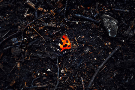 A single orange butterfly wing lies on the forest floor among grass and soil.