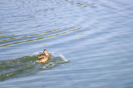 A wild drake landing on a water surface after flight, wings spread for touchdown.の写真素材