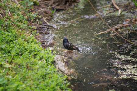 A young starling chick bathing in a stream during warm weather, cleansing itself of skin parasites...