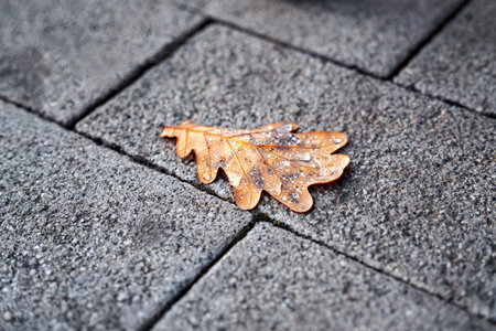 A fallen yellow oak leaf with raindrops rests on pavement, symbolizing autumn melancholy and seasonal change.の写真素材