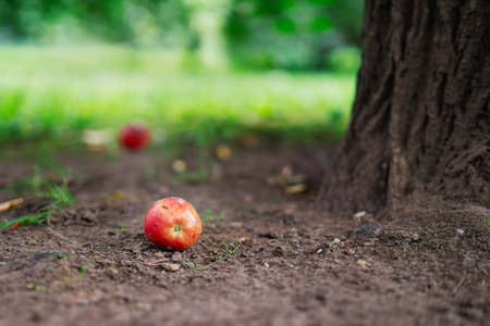 A ripe apple lies on the ground under an apple tree in a park during autumn.の写真素材