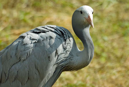 blue craneの写真素材