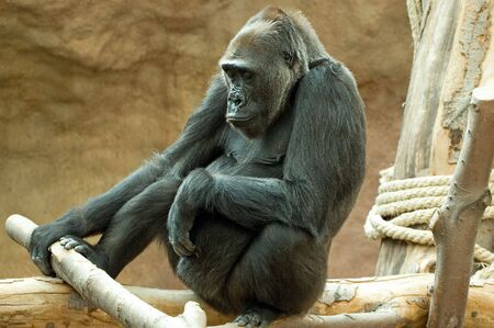 Lowland gorilla