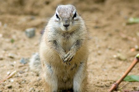 Cape ground squirrel