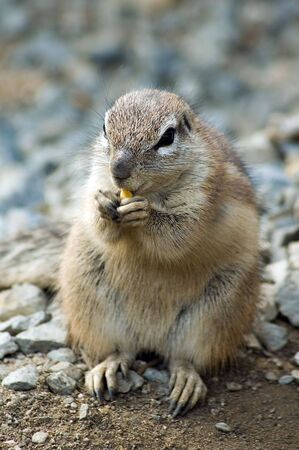 Cape ground squirrelの写真素材