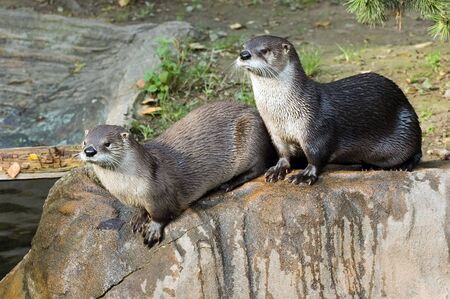 two canadian river ottersの写真素材