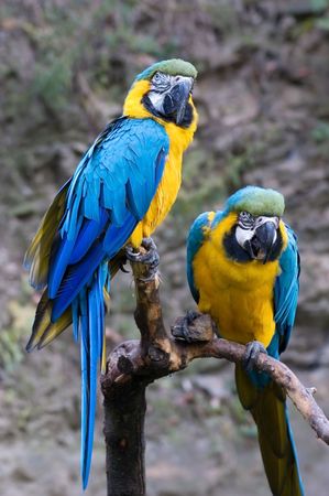 Blue and Gold Macaws