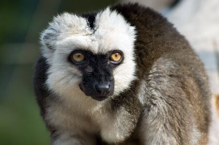 Brown lemurの写真素材