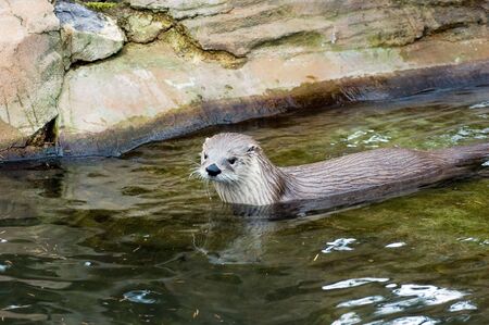 Canadian river otter (Lutra Canadensis) swimming in a streamの写真素材