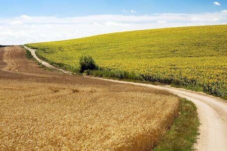 Fields with wheat and sunflowers divided by a pathway