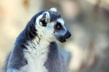 Portrait of ring-tailed lemur (lemur catta)