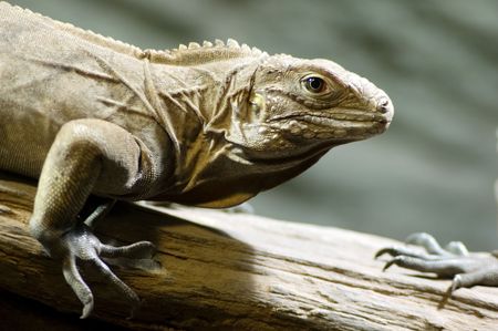 Portrait of cuban iguana on a branchの写真素材
