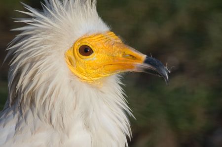 Portrait of egyptian vulture bird (Neophron percnopterus)