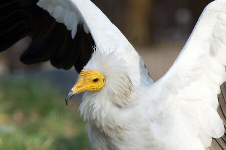 Portrait of a vulture bird with clapping wingsの写真素材