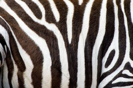 Detail shot of black and white striped zebra's skinの写真素材