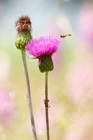 Red blooming thistle with a little fly