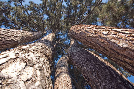 Looking up pine trees in the forestの写真素材